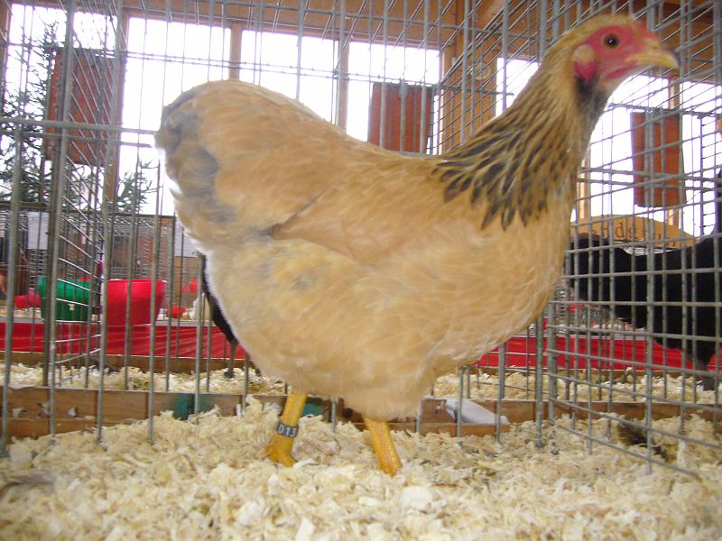 Kreisschau Coesfeld 2008 134.jpg - Zwerg Wyandotten gelb-balucolumbia von Thoams Reiberg Preis HV 96 E